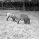 ARH NL Dierssen 1024/0020, Wildschweine im Saupark