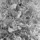 ARH NL Dierssen 1031/0016, Damenhirschkuh "Diana", Springe