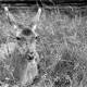 Archiv der Region Hannover, ARH NL Dierssen 1031/0017, Damenhirschkuh "Diana", Springe