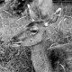 Archiv der Region Hannover, ARH NL Dierssen 1031/0018, Damenhirschkuh "Diana", Springe