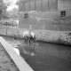 Archiv der Region Hannover, ARH NL Dierssen 1036/0022, Pferde im Rössingbach (gen. Beeke) unterhalb des Wehrs der Mühle, Rössing