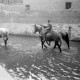 Archiv der Region Hannover, ARH NL Dierssen 1036/0026, Pferde im Mühlenteich, Rössing