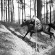 Archiv der Region Hannover, ARH NL Dierssen 1047/0014, Reitturnier, Springe