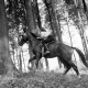 Archiv der Region Hannover, ARH NL Dierssen 1048/0002, Reitturnier, Springe