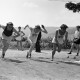 Archiv der Region Hannover, ARH NL Dierssen 1058/0002, Sportfest, Bakede
