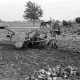 Archiv der Region Hannover, ARH NL Dierssen 1079/0005, Rübenernte mit Vollmaschine, Rössing