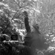Archiv der Region Hannover, ARH NL Dierssen 1163/0007, Weihnachtsbaumernte, Springe