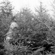Archiv der Region Hannover, ARH NL Dierssen 1163/0008, Weihnachtsbaumernte, Springe