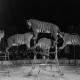 Archiv der Region Hannover, ARH NL Dierssen 1178/0005, Tiger im Cirkus Busch aus Berlin, Seesen