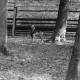 Archiv der Region Hannover, ARH NL Dierssen 1184/0011, Mufflon im Saupark, Springe