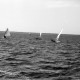 Archiv der Region Hannover, ARH NL Dierssen 1205/0020, Segelboote auf dem Steinhuder Meer, Steinhude