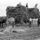 Archiv der Region Hannover, ARH NL Dierssen 1206/0009, Getreideernte, Jeinsen