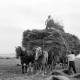 ARH NL Dierssen 1206/0013, Getreideernte, Jeinsen