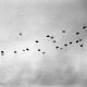 Archiv der Region Hannover, ARH NL Dierssen 1209/0003, 1000 Fallschirmjäger (alliierte Manöver), Nienburg/Weser