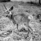 Archiv der Region Hannover, ARH NL Dierssen 1213/0013, Rehkitz "Gretchen", Springe