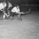 ARH NL Dierssen 1225/0013, "Fest der Sportpresse": Hallenhockey, Hannover