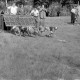 Archiv der Region Hannover, ARH NL Dierssen 1242/0014, Windhundrennen, Steinhude