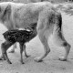 ARH NL Dierssen 1244/0010, Wolfshund "Senta" säugt Rehkitz, Elze