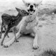 Archiv der Region Hannover, ARH NL Dierssen 1244/0013, Rehkitz und Wolfshund "Senta", Elze