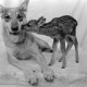 Archiv der Region Hannover, ARH NL Dierssen 1244/0014, Rehkitz und Wolfshund "Senta", Elze