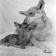 Archiv der Region Hannover, ARH NL Dierssen 1244/0019, Rehkitz und Wolfshund "Senta", Elze