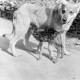 Archiv der Region Hannover, ARH NL Dierssen 1244/0024, Rehkitz und Wolfshund "Senta", Elze
