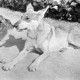 ARH NL Dierssen 1244/0026, Rehkitz und Wolfshund "Senta", Elze