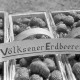 ARH NL Dierssen 1247/0005, Erdbeer-Körbe, Völksen