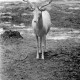 Archiv der Region Hannover, ARH NL Dierssen 1248/0001, Weißer Damhirsch im Wisentgehege, Springe