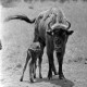 Archiv der Region Hannover, ARH NL Dierssen 1248/0008, Im Wisentgehege, Springe