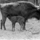 Archiv der Region Hannover, ARH NL Dierssen 1248/0009, Im Wisentgehege, Springe