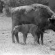 Archiv der Region Hannover, ARH NL Dierssen 1248/0011, Im Wisentgehege, Springe