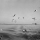 Archiv der Region Hannover, ARH NL Dierssen 1252/0020, Möwen über dem Steinhuder Meer, Steinhude