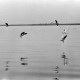 Archiv der Region Hannover, ARH NL Dierssen 1252/0021, Möwen über dem Steinhuder Meer, Steinhude