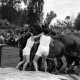 Archiv der Region Hannover, ARH NL Dierssen 1258/0012, Königssprung beim Polizei-Sportfest, Hannover