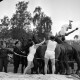 Archiv der Region Hannover, ARH NL Dierssen 1258/0013, Königssprung beim Polizei-Sportfest, Hannover