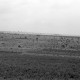Archiv der Region Hannover, ARH NL Dierssen 1262/0021, Krähen-Schwarm, Steinhude
