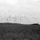 ARH NL Dierssen 1262/0023, Krähen-Schwarm, Steinhude