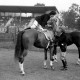 Archiv der Region Hannover, ARH NL Dierssen 1284/0011, Landes-Reitturnier, Hannover