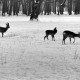 Archiv der Region Hannover, ARH NL Dierssen 1302/0005, Tiergarten: Wild im Schnee, Kirchrode