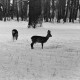 ARH NL Dierssen 1302/0006, Tiergarten: Wild im Schnee, Kirchrode