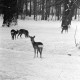 ARH NL Dierssen 1302/0008, Tiergarten: Wild im Schnee, Kirchrode
