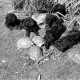 Archiv der Region Hannover, ARH NL Dierssen 1314/0022, Pudel-Farm mit Schildkröten, Fümmelse