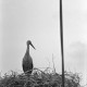 Archiv der Region Hannover, ARH NL Dierssen 1317/0017, Storch im Nest, Hagenburg