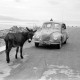 ARH NL Dierssen 1346/0018, Esel und DKW auf Küstenstraße, Rijeka