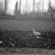 Archiv der Region Hannover, ARH NL Dierssen 1350/0016, Storch auf einem Feld, Phylikaskron?