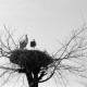 ARH NL Dierssen 1350/0030, Störche im Nest auf einem Baum, Komotini