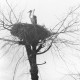 ARH NL Dierssen 1350/0031, Störche im Nest auf einem Baum, Komotini