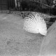 ARH NL Dierssen 1387/0026, Pfau, Kopenhagen