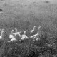 Archiv der Region Hannover, ARH NL Dierssen 1393/0025, Gänse im Gras, Stotel